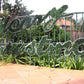 Samland 5.5m Merry Christmas Sign Led Rope Light Commercial