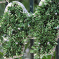 Samland 5.5m Merry Christmas Sign Led Rope Light Commercial